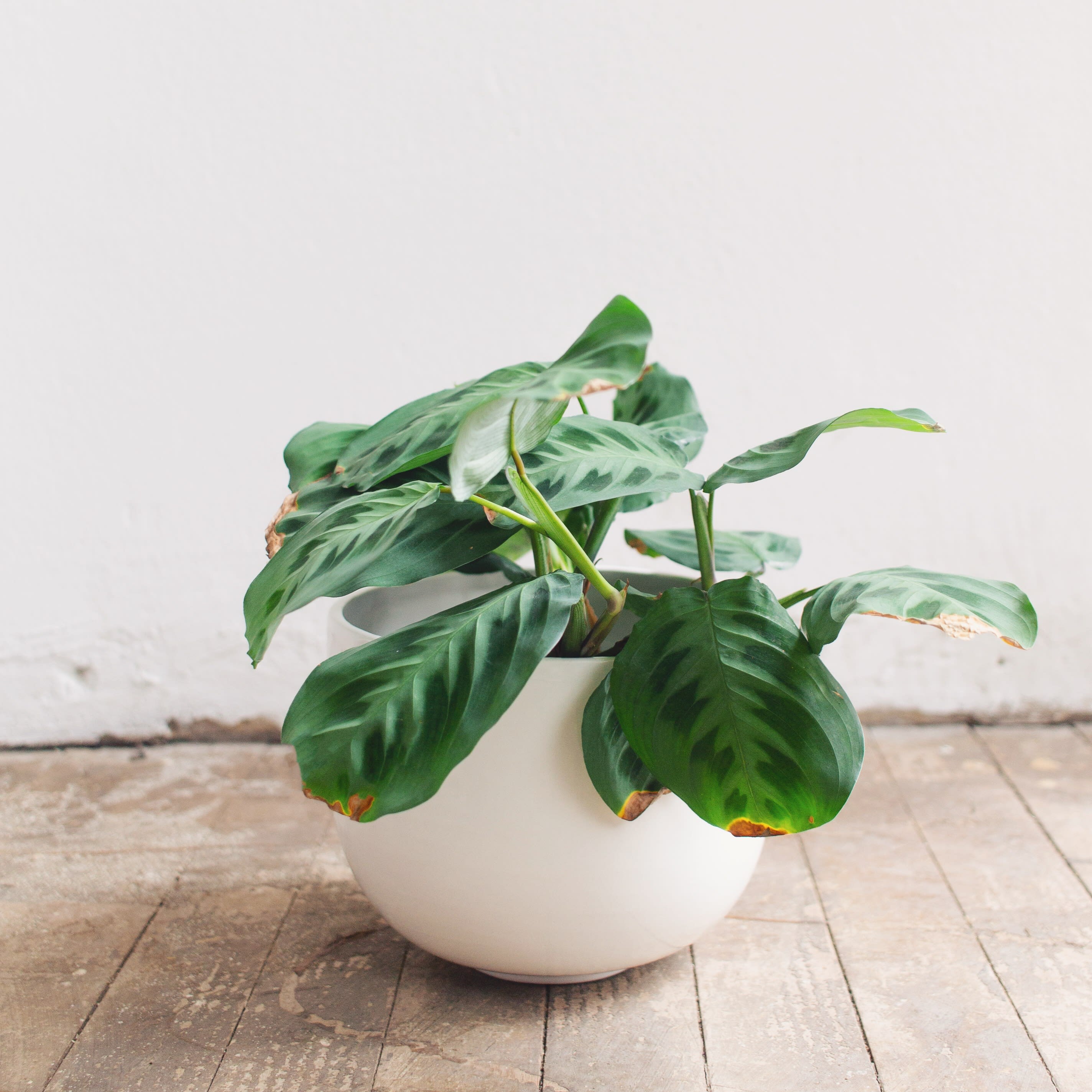 Maranta Leuconeura 'kerchoveana'